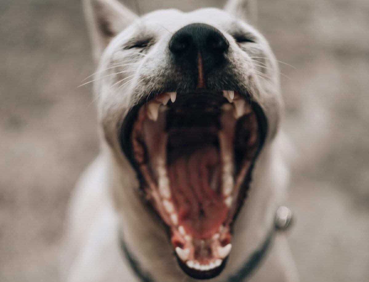 Dog mouth
