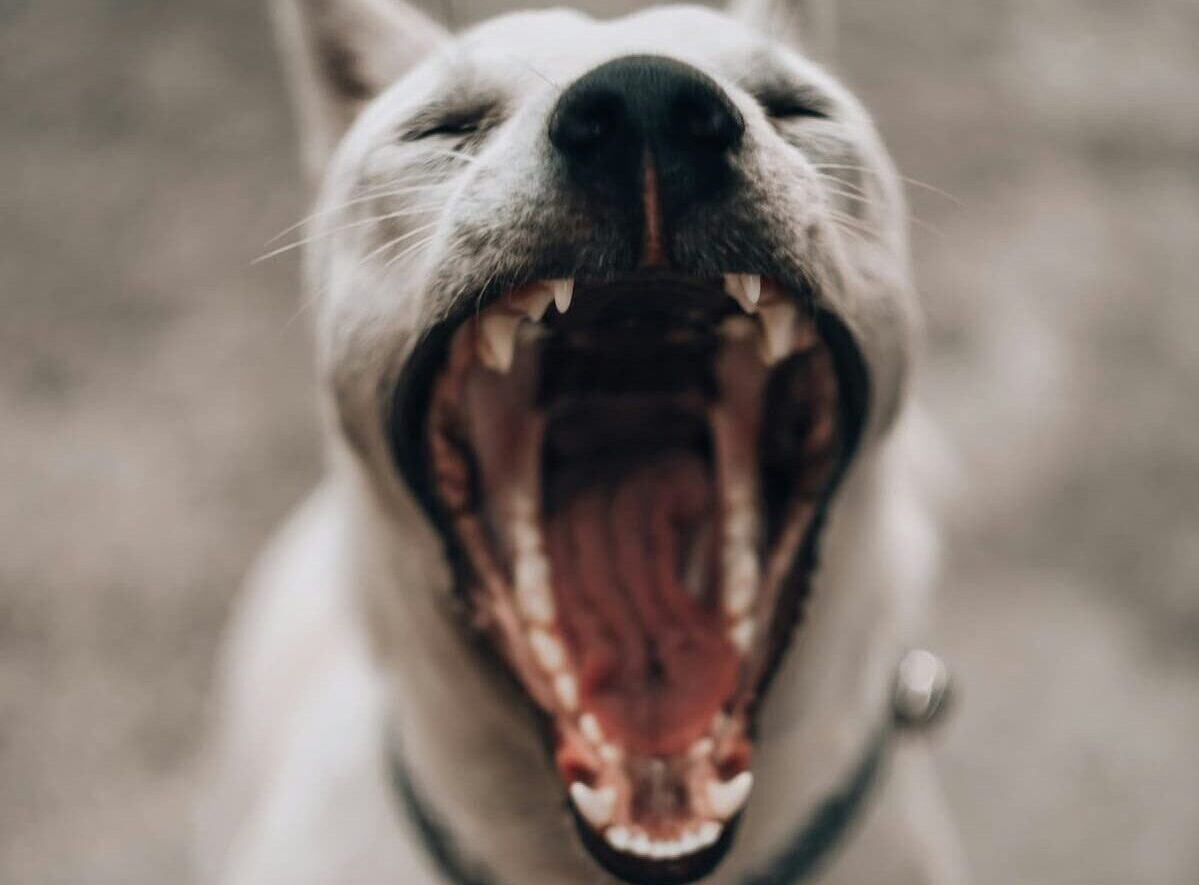 Dog mouth