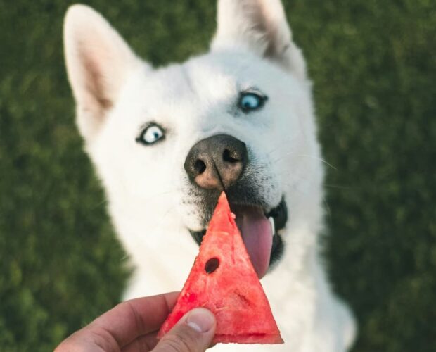 Dog eating watermelon