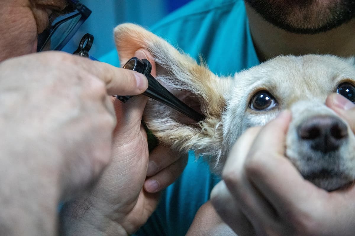 Dog ear checkup