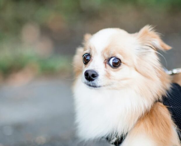 Scared Pomeranian