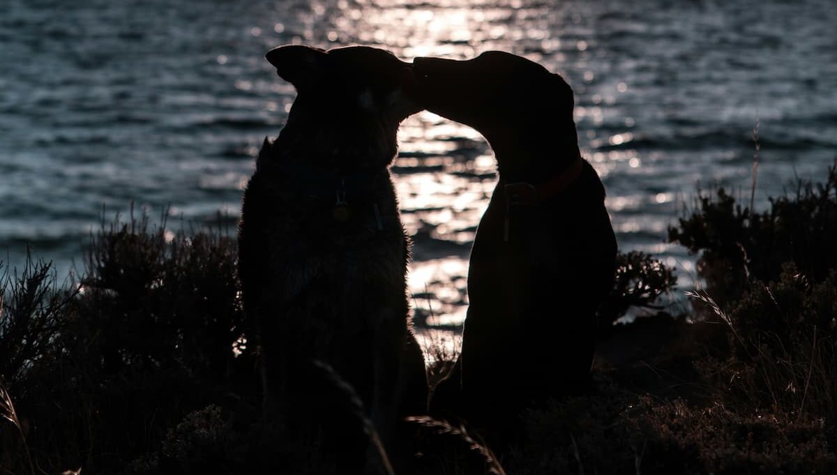 Dogs kissing