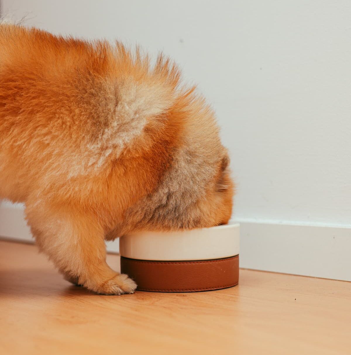 Dog with head in bowl