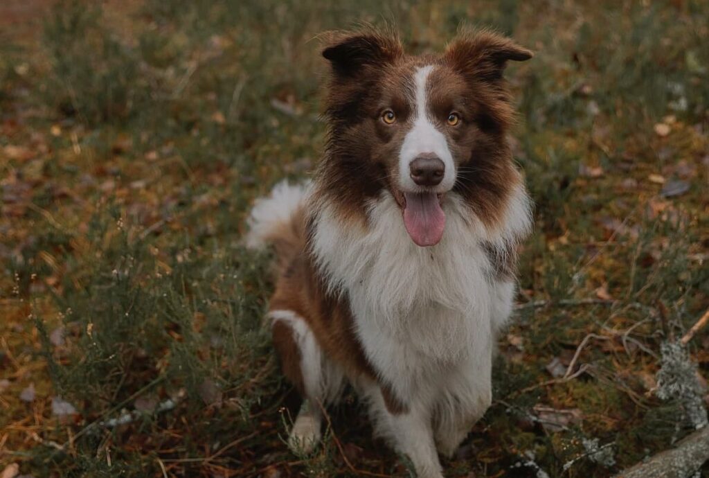 why-do-dogs-breathe-fast-weary-panda