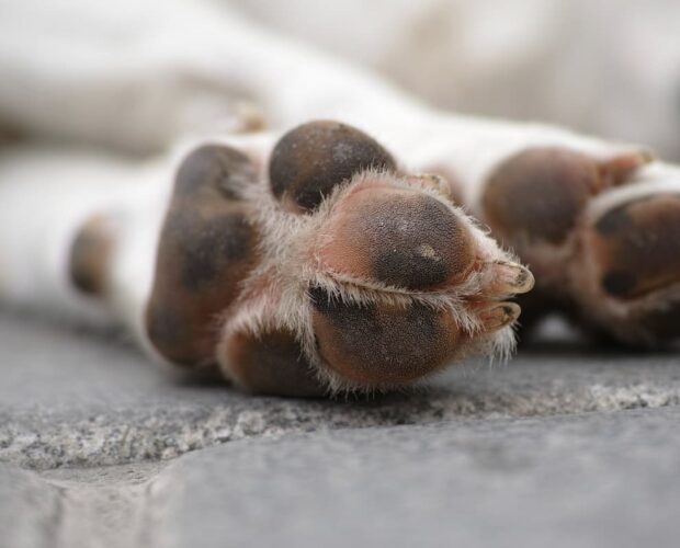 Paw pad