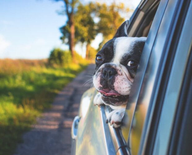 Dog in car