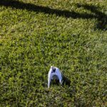 Dog digging into grass