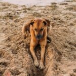 Dog digging hole