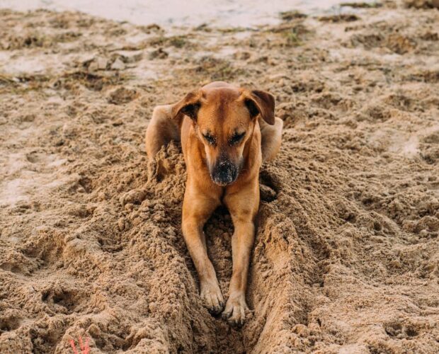 Dog digging hole