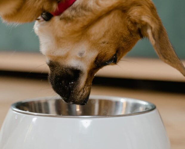 Dog bowl