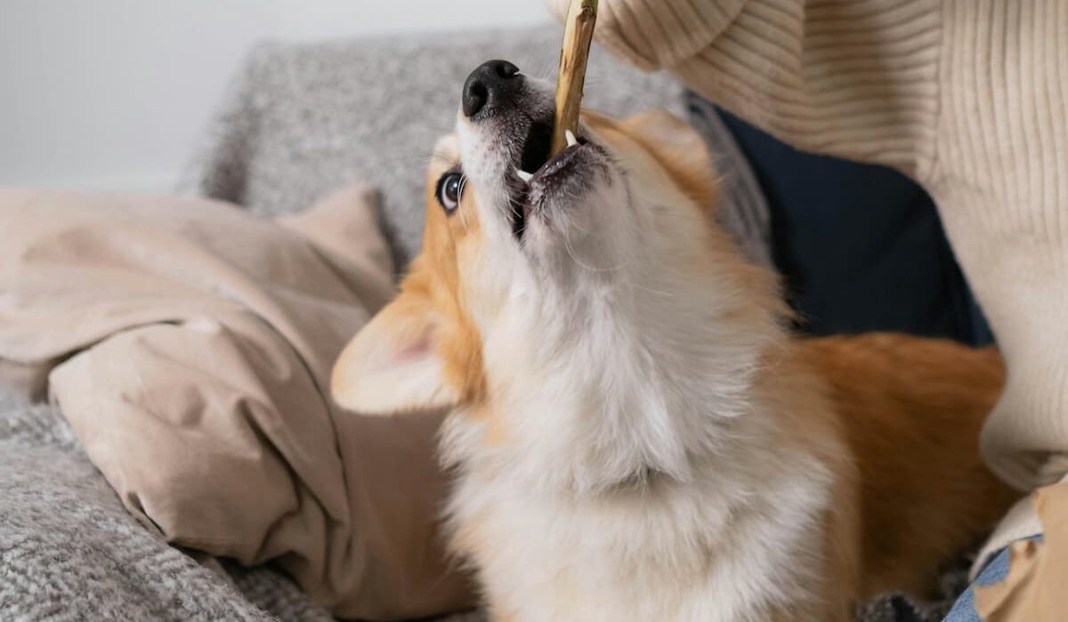 Dog chewing stick