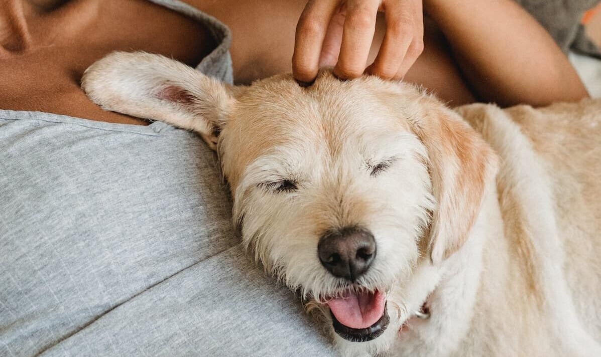 Dog sleeping on owner