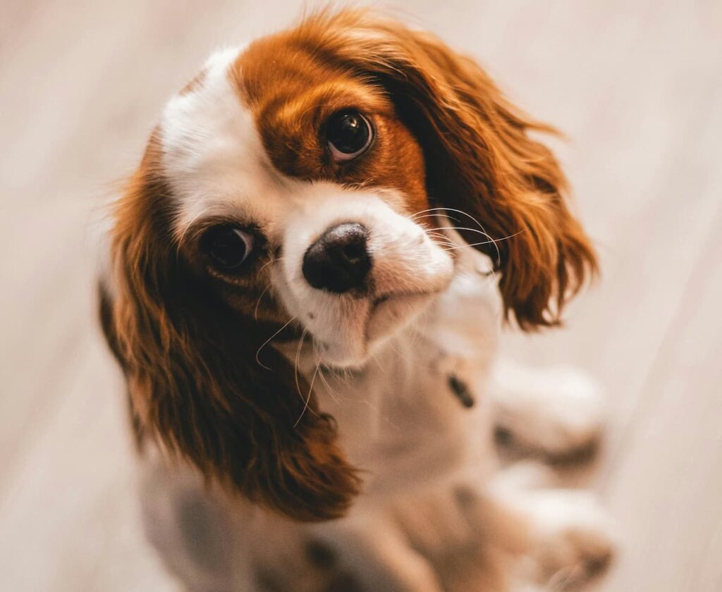 Why Do Dogs Stare At The Ceiling Weary Panda why-do-dogs-stare-at-the-ceiling-weary-panda