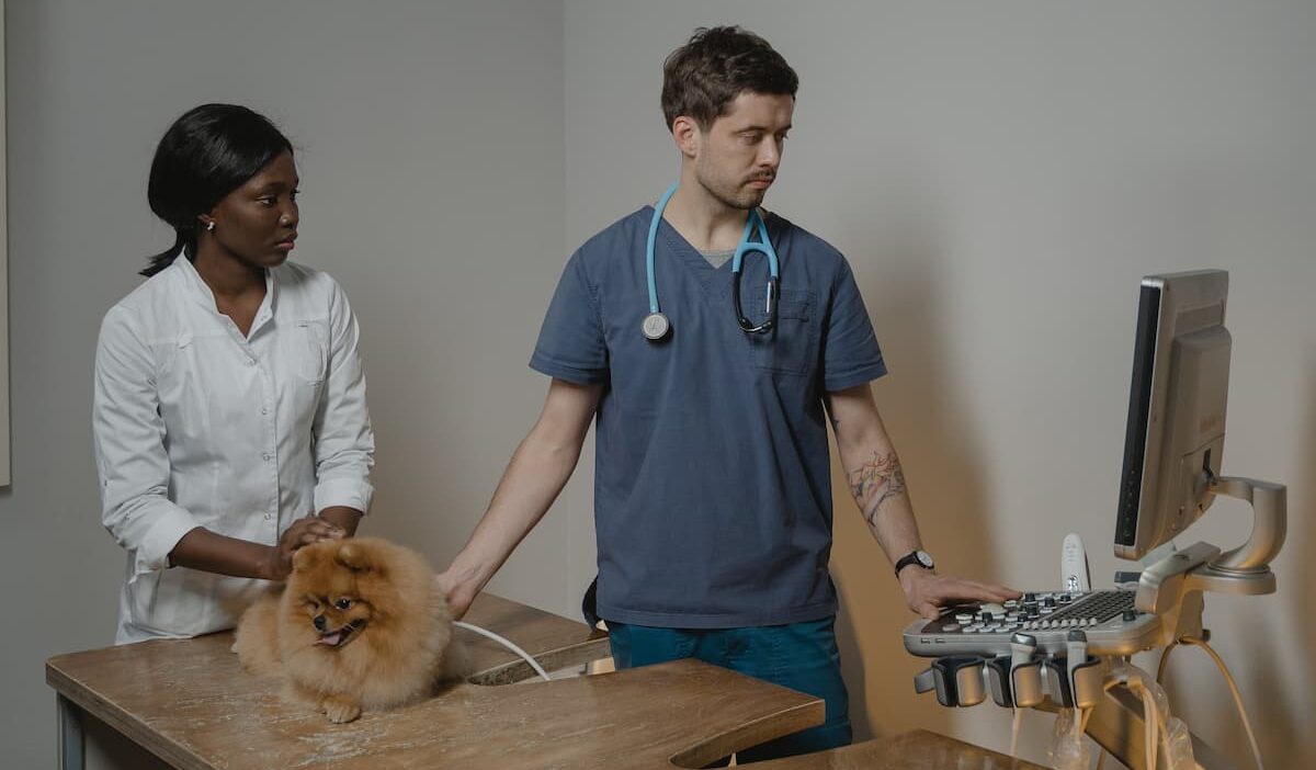 Dog and vets