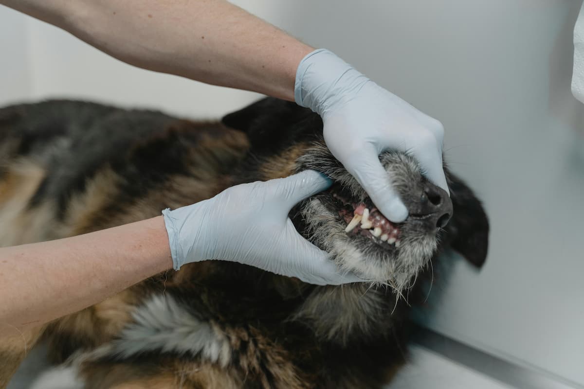 Dog at dentist