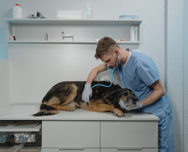 Dog and vet