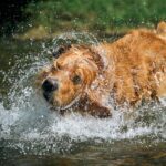 Dog splashing