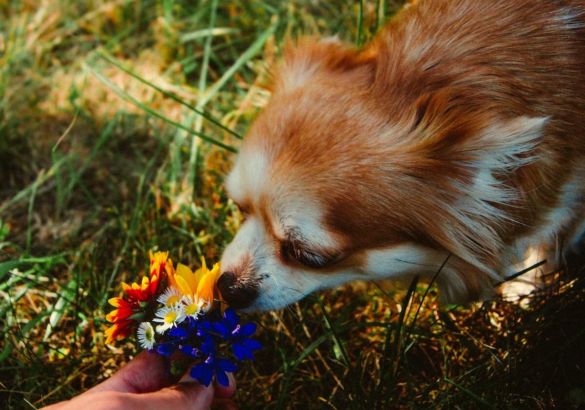 Dog smelling flowers
