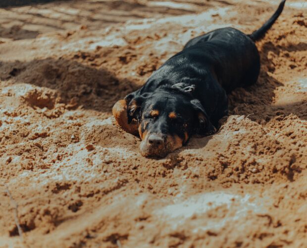 Dog buried in sand