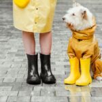 Dog wearing boots