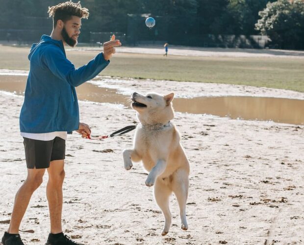 Dog jumping on owner