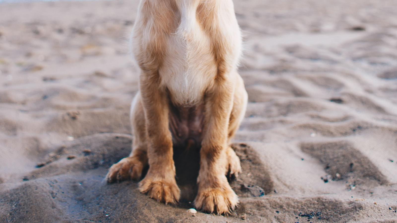 Is It Safe for Dogs to Lick Menstrual Blood?
