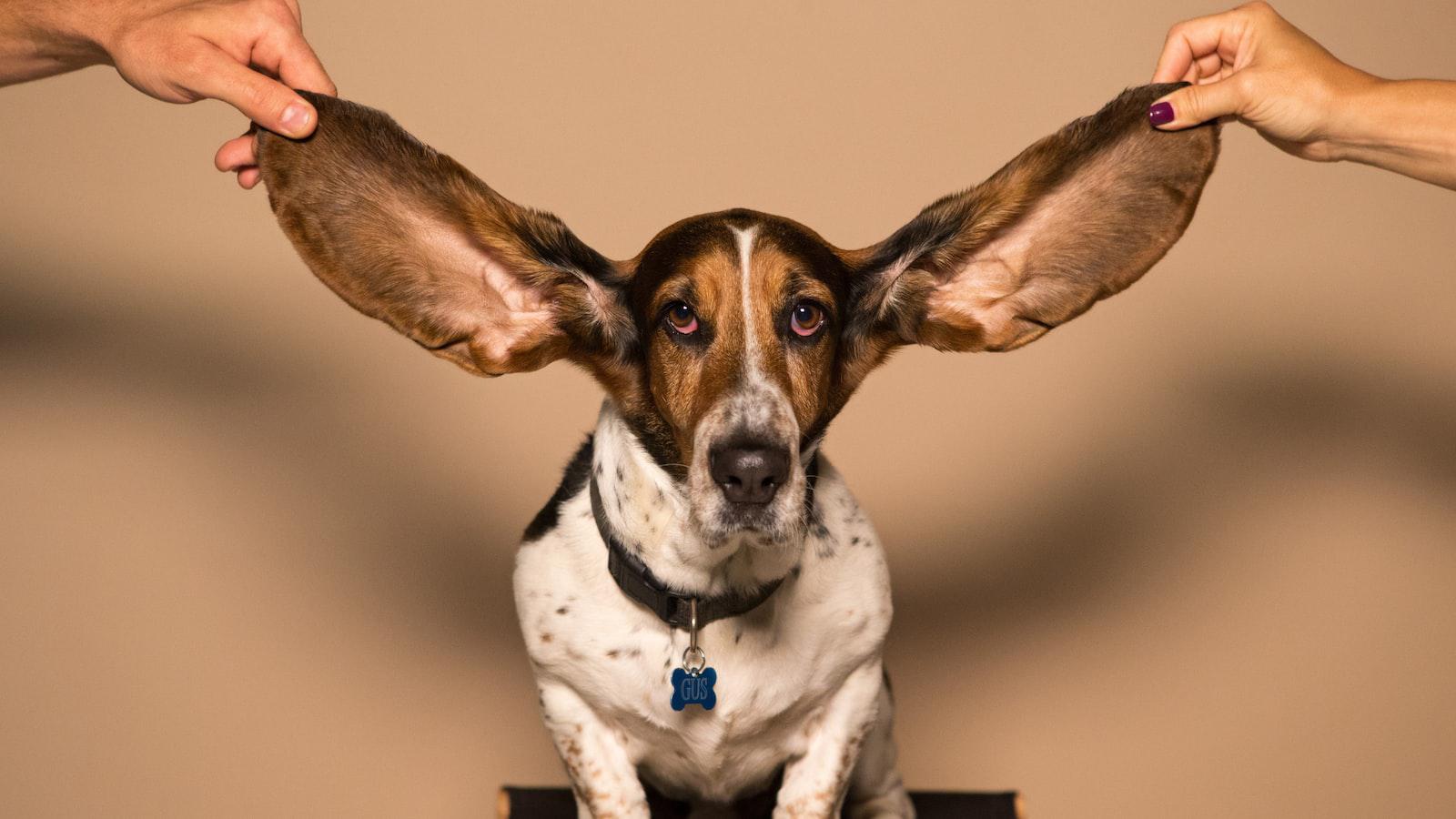 Canine⁣ communication:​ Ears as a source of information
