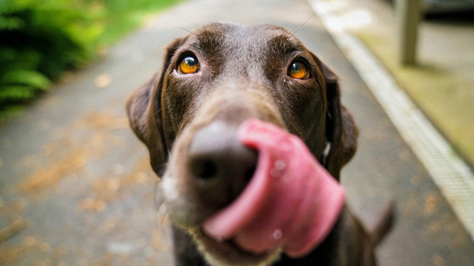 Introduction: Exploring the Curious Behavior of Dogs Eating Bugs