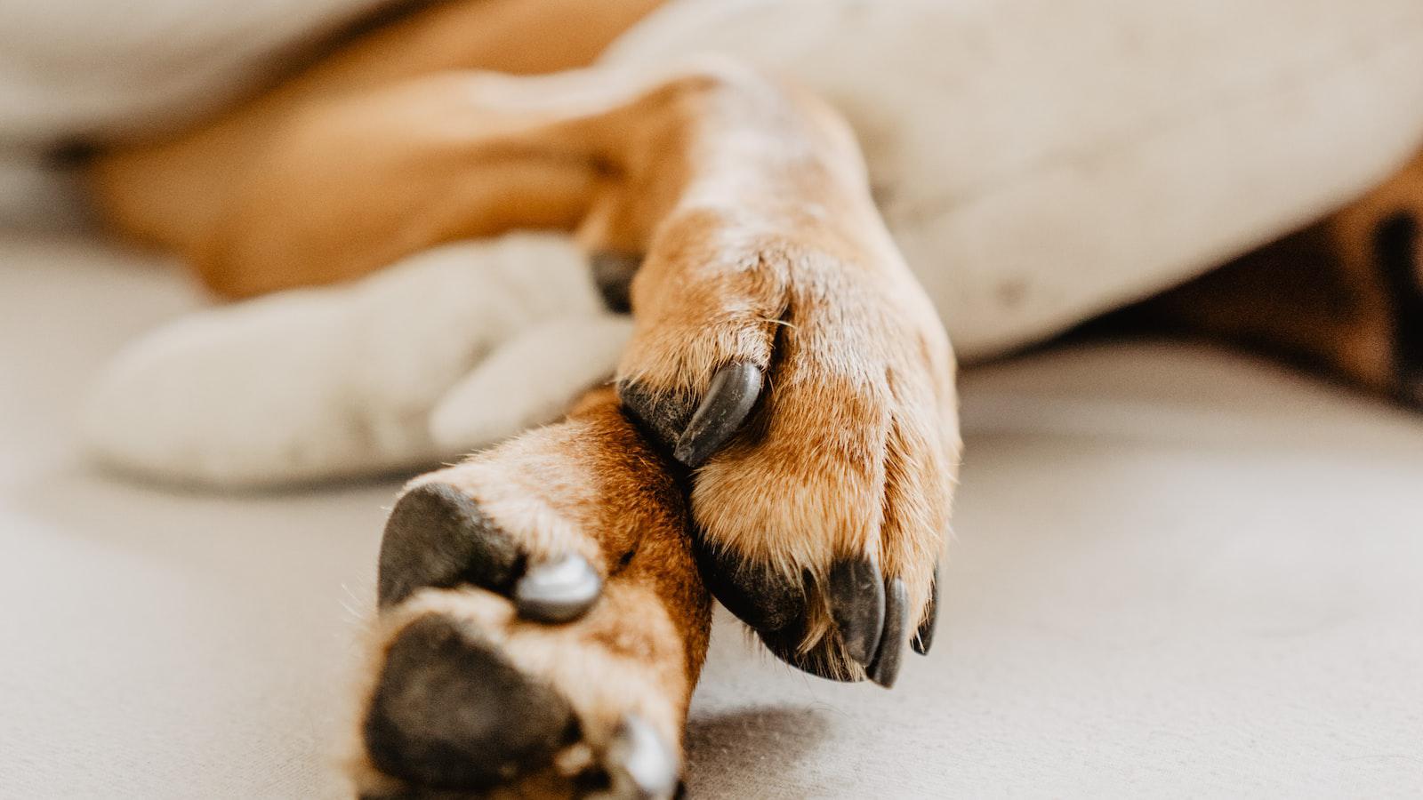 Easy steps to‌ minimize paw​ mess and promote ⁣cleanliness after pooping