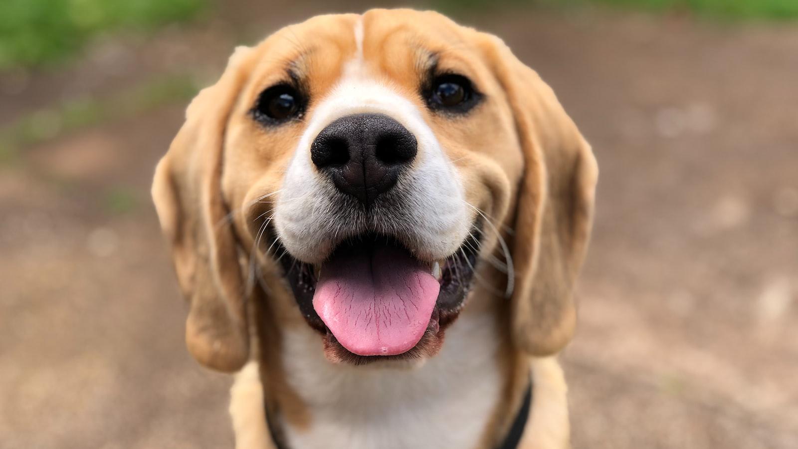 Why Do‍ Dogs Like Spit: Unraveling the Canine⁣ Fascination with Saliva