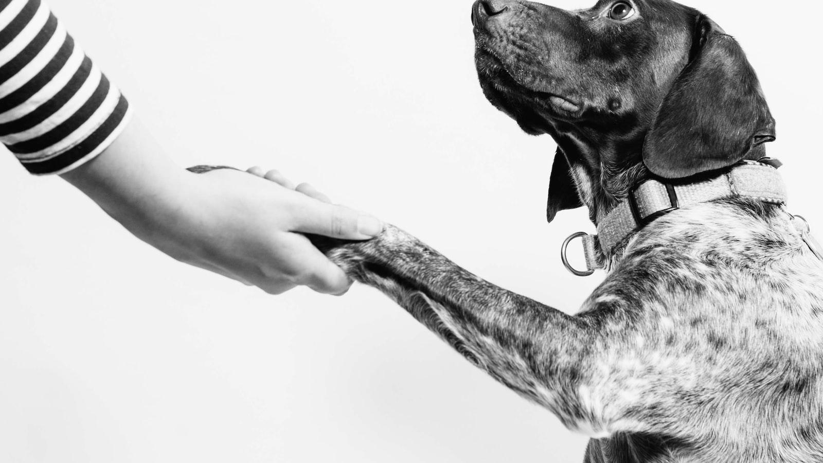 Building ⁣a Stronger Bond: Tips and Techniques to Help Your‌ Dog‍ Feel Safe and Secure