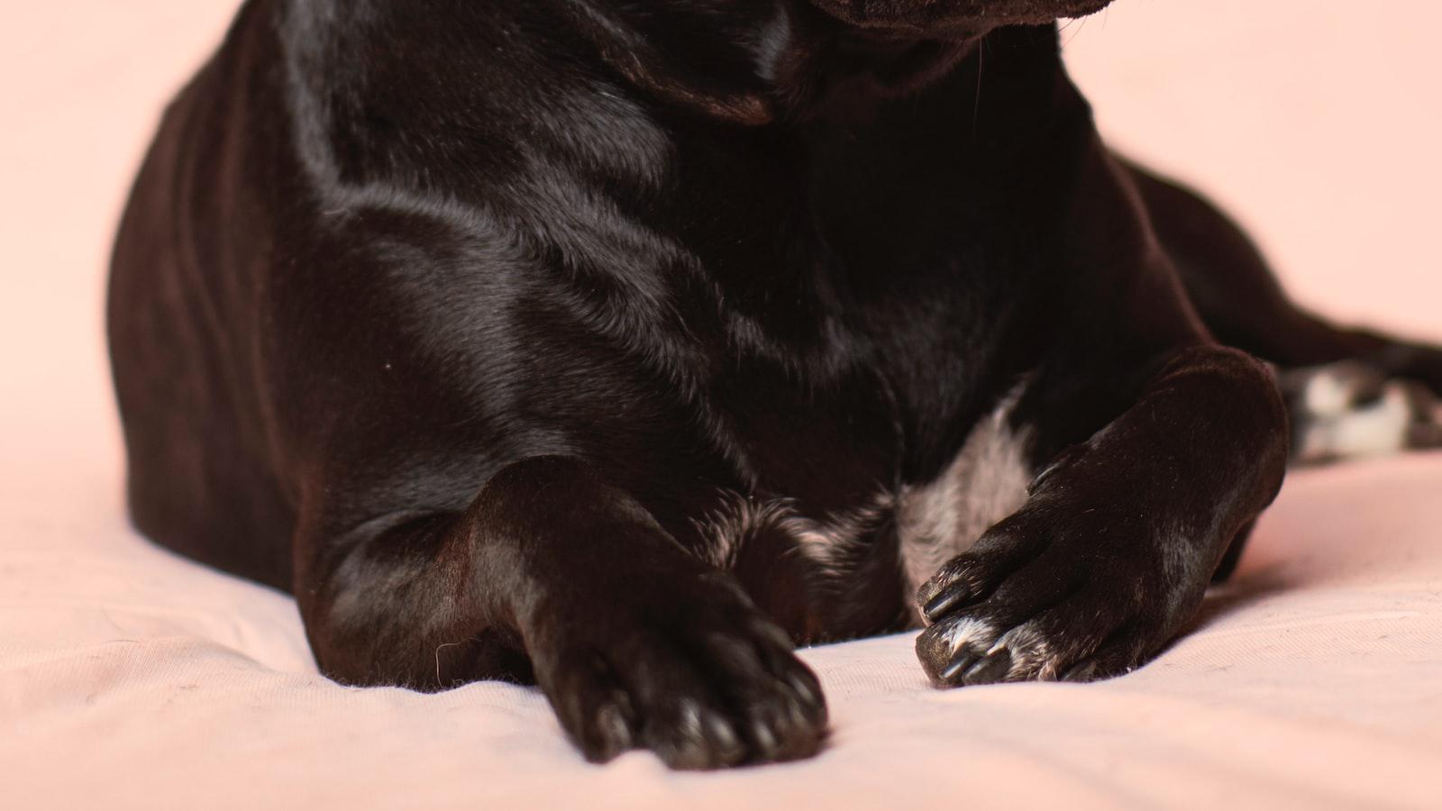 Why do dogs wipe their ​paws after pooping?