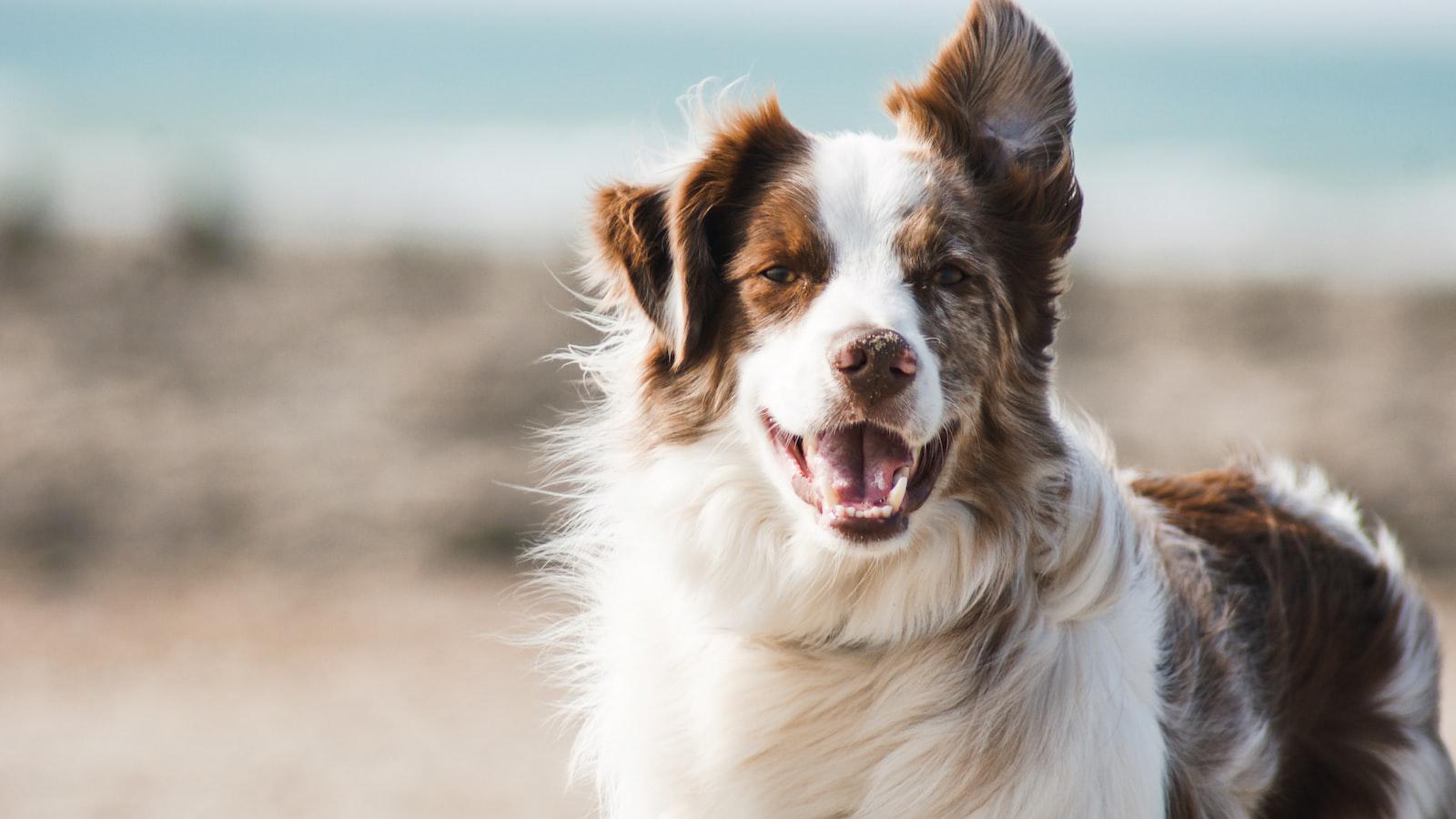 Why ⁣Dogs Use Their Teeth to Show Happiness