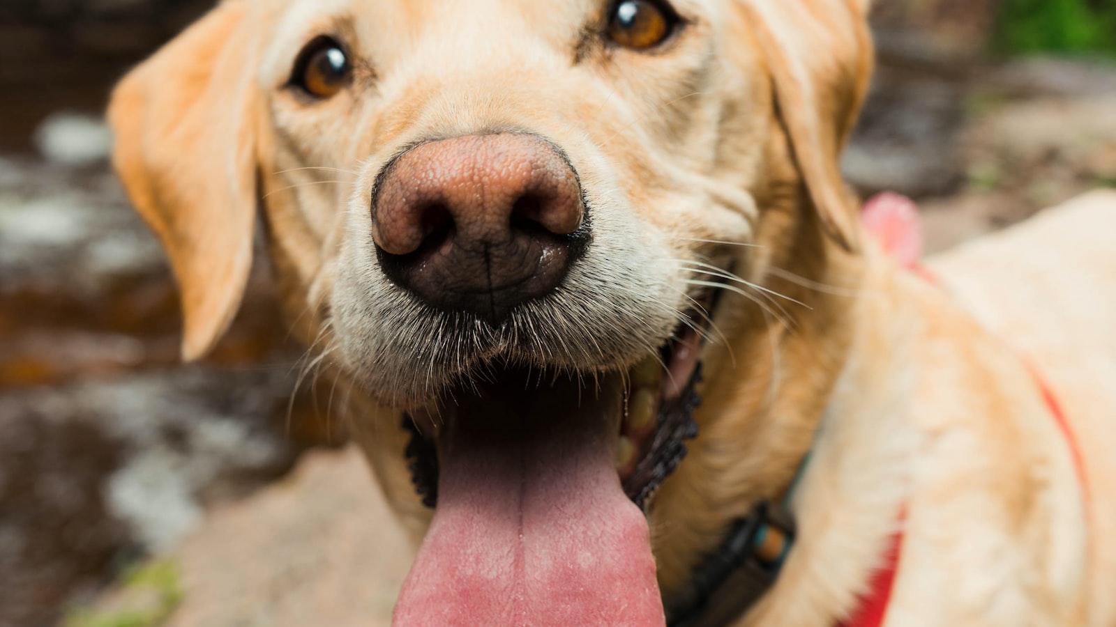 Why Dogs Scratch Their Nose: Uncovering the Common Causes and Remedies