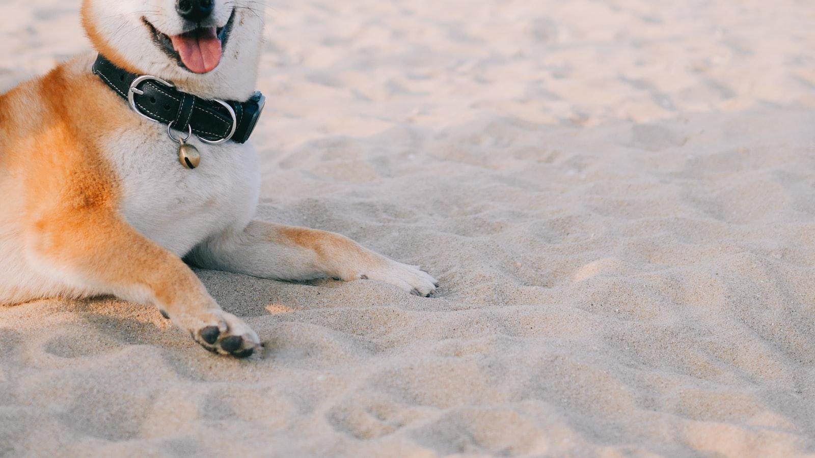 Strategies to redirect your dog's digging impulse away from the carpet
