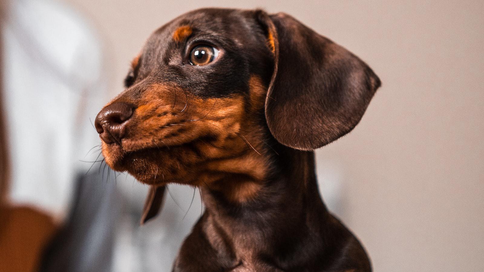 Why ⁢do ⁣Dogs Look Away When You Look​ at Them: ⁣Understanding ⁣the Behavior and Emotional Signals