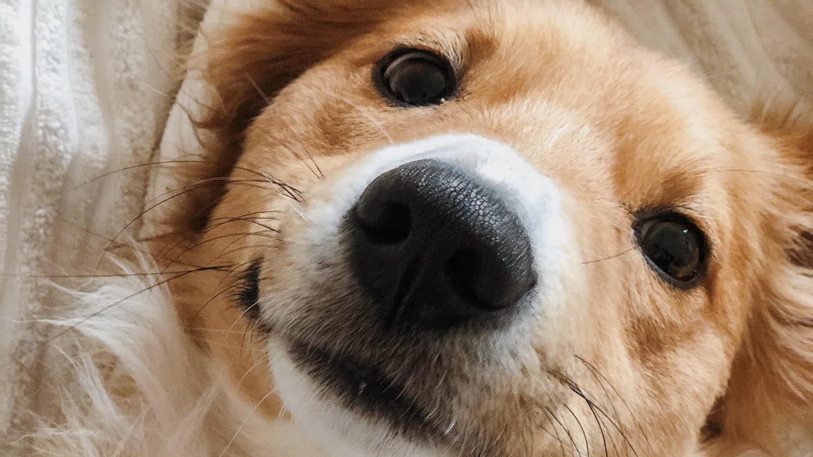 Understanding the ⁣Purpose: The Function of a ⁢Dog's Nose Line