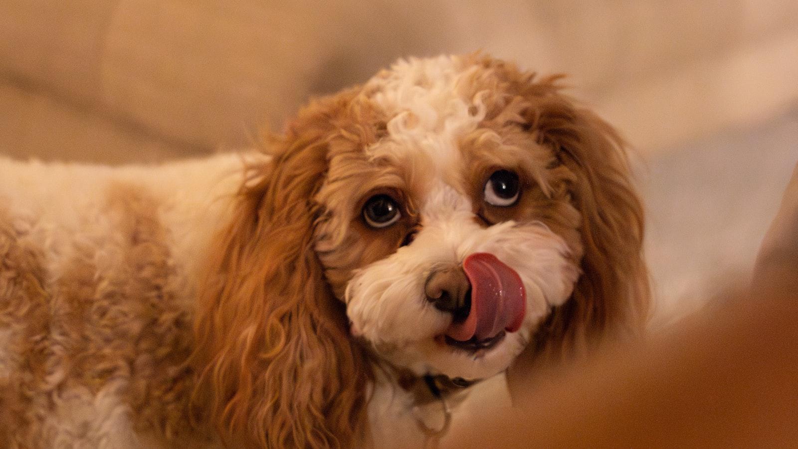 The Role of Licking in Dog Communication⁢ and Social Bonding
