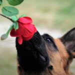 Dog smelling rose