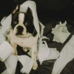 Dog covered in tissue