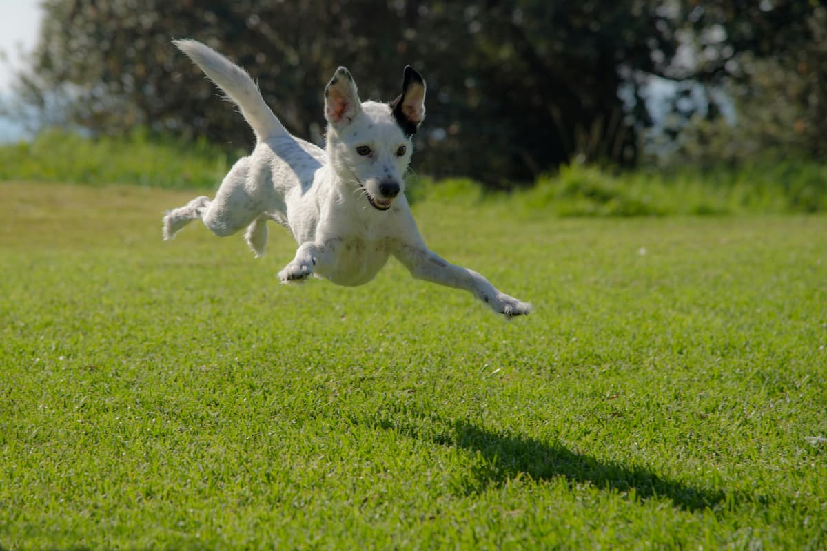 Dog jumping on lawn