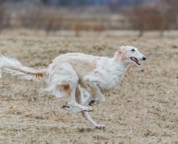 Dog running