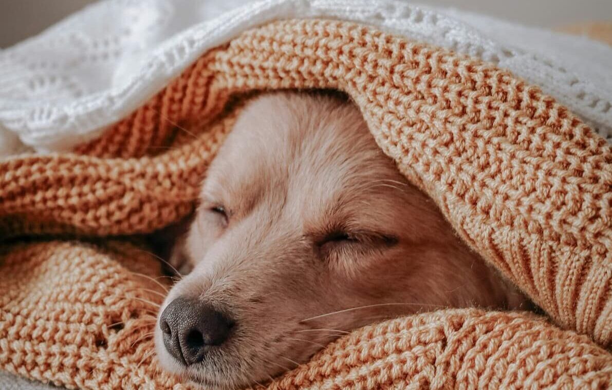 Dog sleeping under blanket