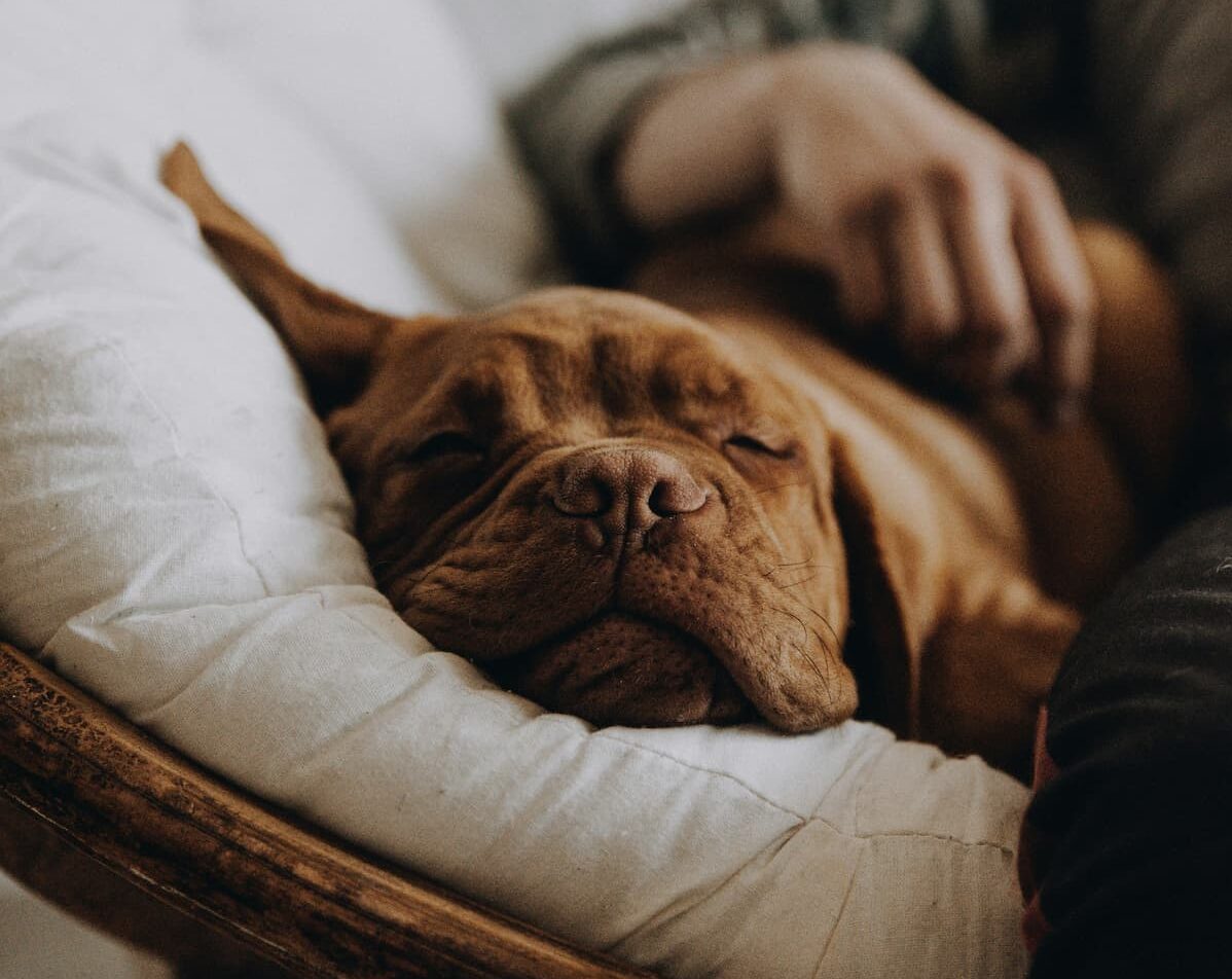 Why Do Dogs Twitch? Weary Panda