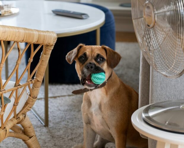 Dog and fan