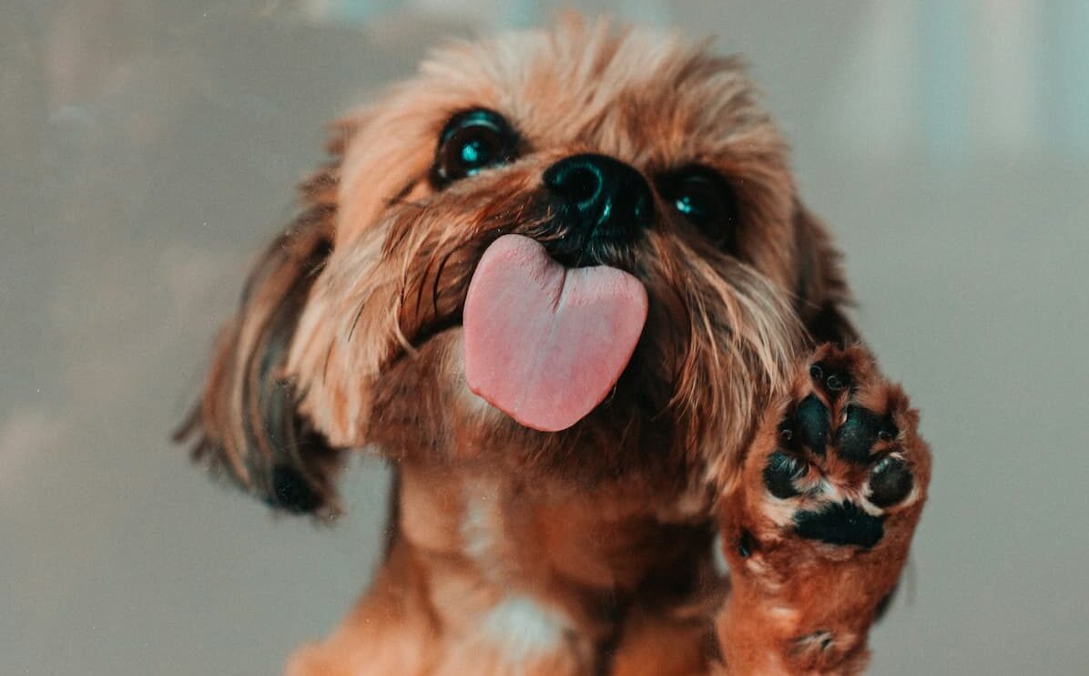 Dog tongue licking