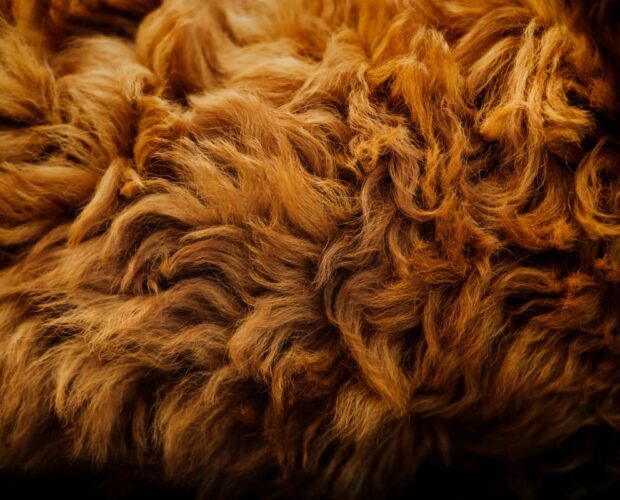 Dog hair