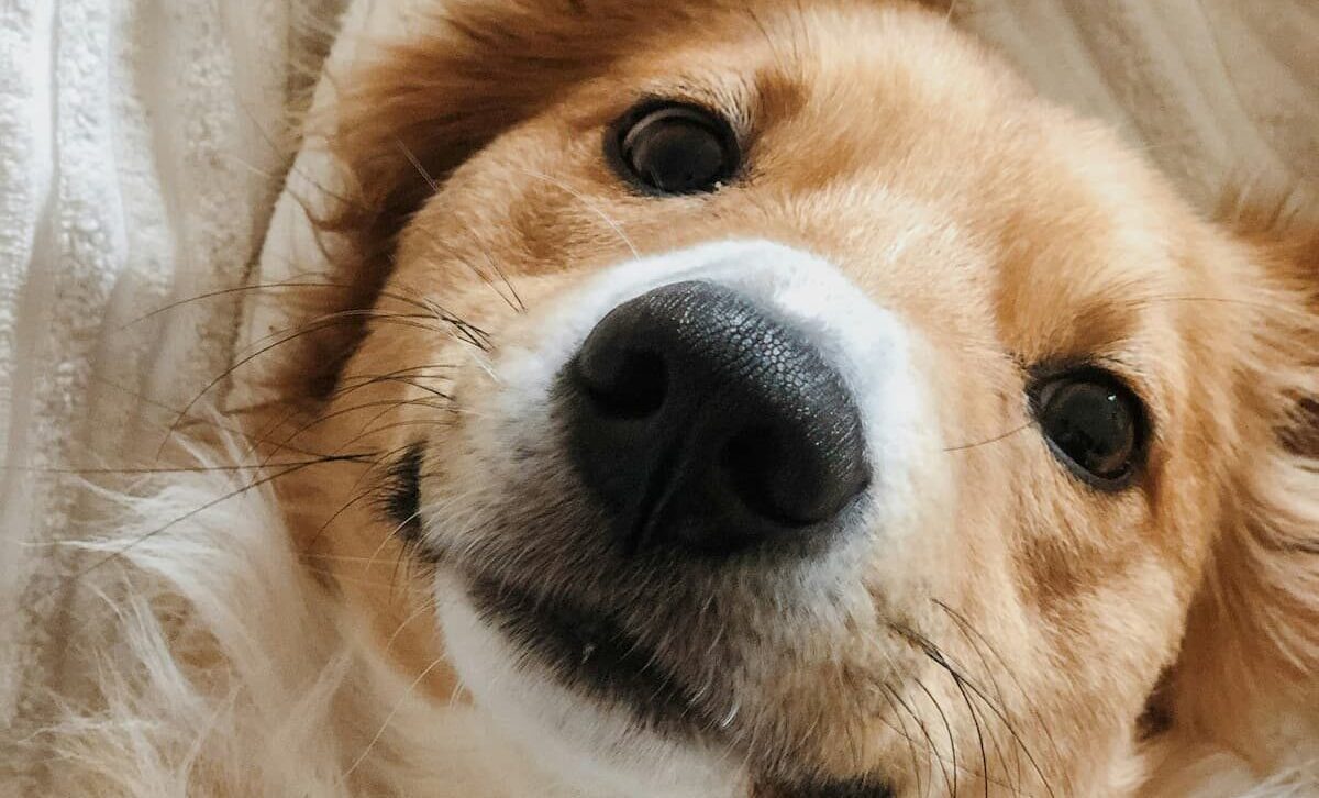 Why Do Dogs Always Sniff My Crotch? Weary Panda