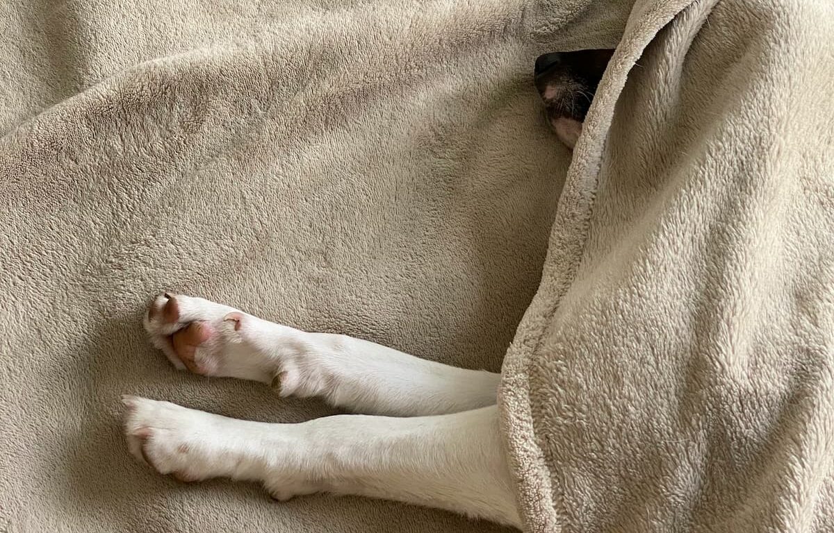 Dog under blanket