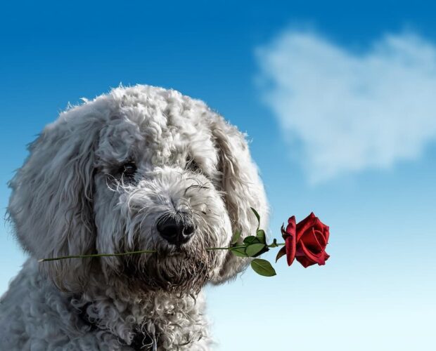 Dog Valentines